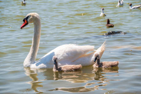 A female mute swan, Cygnus olor, swimming on a lake with its new born baby cygnets. White swan and its chicks. Mute swan protects its small offspring. Gray, fluffy new born baby cygnets.の写真素材