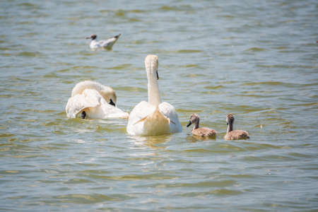 A pair of mute swans, Cygnus olor, swimming on a lake with its new born baby cygnets. White swans and its chicks. Mute swan protects its small offspring. Gray, fluffy new born baby cygnets.の写真素材