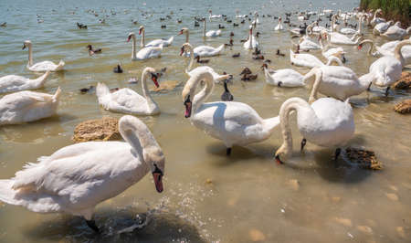 A large flock of graceful white swans swims in the lake., Swans in the wild. The mute swan, latin name Cygnus olor.の写真素材
