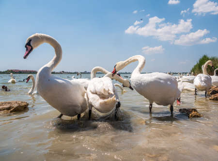 A large flock of graceful white swans swims in the lake., Swans in the wild. The mute swan, latin name Cygnus olor.の写真素材