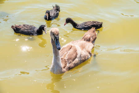 Beautiful baby cygnet mute swan fluffy gray and white chicks. Springtime new born wild swans birds in pond. Young swans swmming in a lake. The beautiful fluffy, soft and gray cygnets look adorable.の写真素材