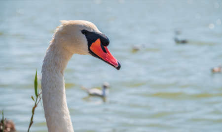 Portrait of a graceful white swan with long neck on blue water background. The mute swan, Cygnus olorの写真素材