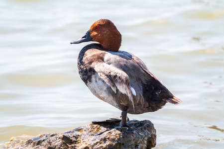 Beautiful duck with orange head, Common pochard male, Aythya ferina, standing on a lake shore. The common pochard is a medium-sized diving duck.の写真素材