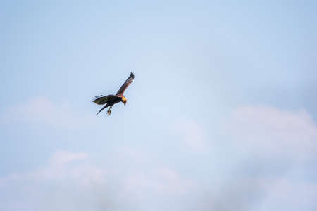 The bird of prey Black Kite flying in blue Sky. The black kite, Milvus migrans, is a medium-sized bird of prey.の写真素材