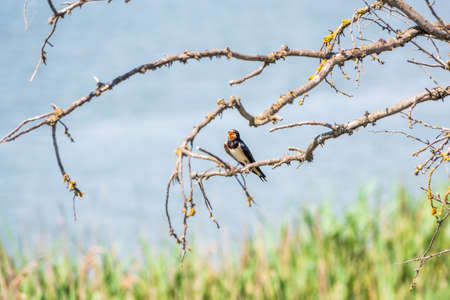 Barn Swallow Hirundo rustica resting on a dry branch of a tree in the summer on blue and green background. The barn swallow is the most widespread species of swallow in the worldの写真素材