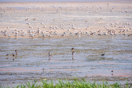 Big flock of water birds seagulls and waders on lake shore. A group of seagulls feeding on the shore near the waterの写真素材