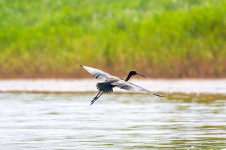 A graceful water bird glossy ibis, latin name Plegadis falcinellus, flying low over the surface of a lake. A brown ibis fly over the waterの写真素材