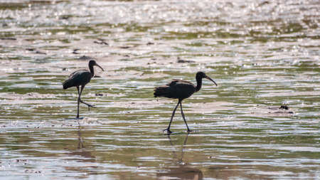 Pair of glossy ibis waterfowl, latin name Plegadis falcinellus, searching for food in the shallow lagoon. A brown ibis stands in the water on the shore of the lake.の写真素材