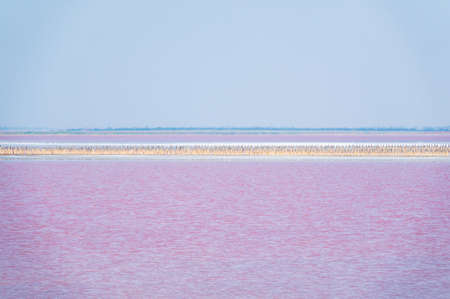 A beautiful salt lake with pink water. Beautiful view of pink lake on summer dayの写真素材
