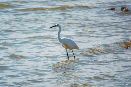 The white heron stands in the lake. Small White Heron, lat. Egretta garzetta, looking at fish in shallow waterの写真素材