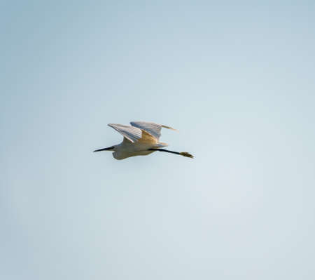 Little Egret in Flight. Small White Heron, lat. Egretta garzettaの写真素材