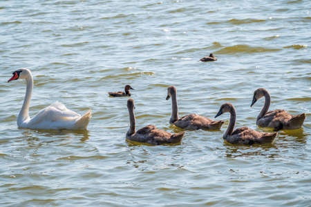 A female mute swan, Cygnus olor, swimming on a lake with its new born baby cygnets. White swan and its chicks. Mute swan protects its small offspring. Gray, fluffy new born baby cygnets.の写真素材