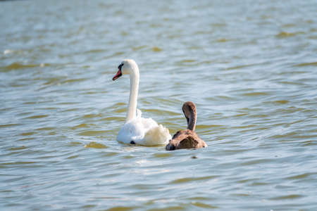 A female mute swan, Cygnus olor, swimming on a lake with its new born baby cygnets. White swan and its chicks. Mute swan protects its small offspring. Gray, fluffy new born baby cygnets.の写真素材