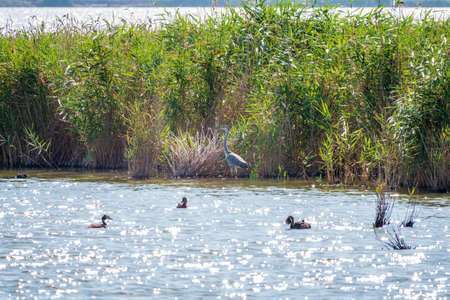 The gray heron stands in the lake. Gray heron Ardea cinerea looking at fish in shallow waterの写真素材