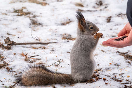 Squirrel in the winter eating nuts from a man's hand. Caring for animals in winter or autumn. Eurasian red squirrel, Sciurus vulgarisの写真素材