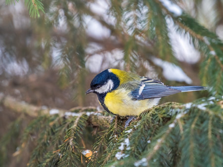 Cute bird Great tit, songbird sitting on the fir branch with snow in winter. Parus majorの写真素材