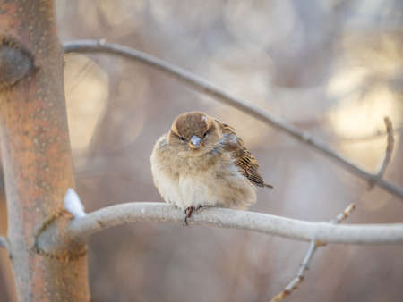 Sparrow sits on a branch without leaves. Sparrow on a branch in the autumn or winterの写真素材