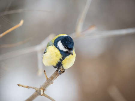 Cute bird Great tit, songbird sitting on a branch without leaves in the autumn or winter. Parus majorの写真素材