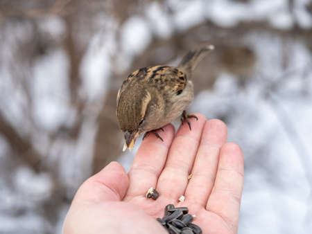 Sparrow eats seeds from a man's hand. A Sparrow bird sitting on the hand and eating nuts.の写真素材