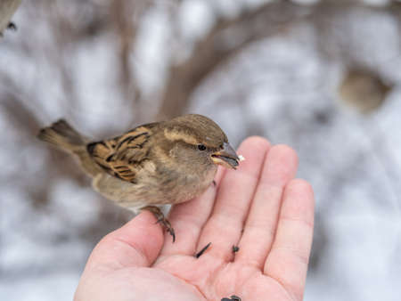 Sparrow eats seeds from a man's hand. A Sparrow bird sitting on the hand and eating nuts.の写真素材