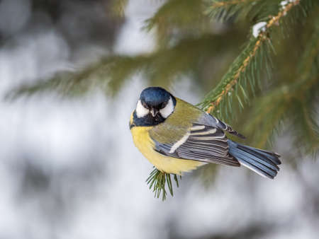 Cute bird Great tit, songbird sitting on the nice fir branch. Parus majorの写真素材
