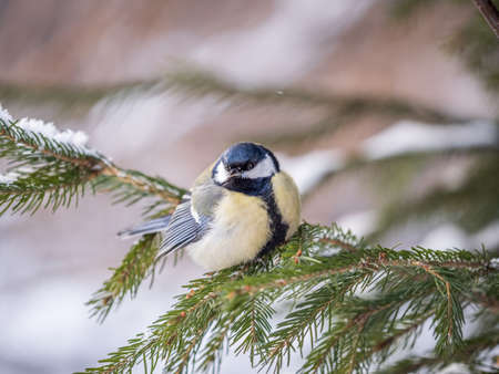Cute bird Great tit, songbird sitting on the fir branch with snow in winter. Parus majorの写真素材