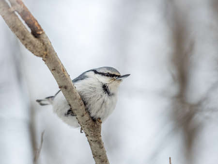 Eurasian nuthatch or wood nuthatch, lat. Sitta europaea, sitting on a tree branch with a blurred background. Gray and Orange colored small bird with a black eyestripe.の写真素材