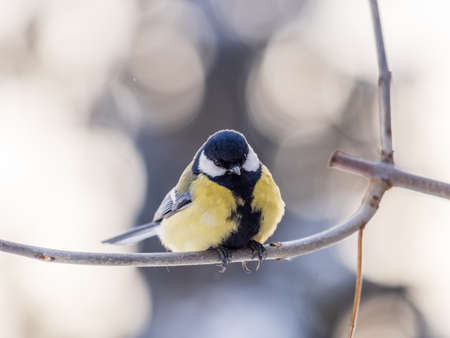 Cute bird Great tit, songbird sitting on a branch without leaves in the autumn or winter. Parus majorの写真素材
