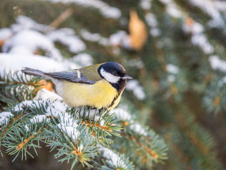Cute bird Great tit, songbird sitting on the fir branch with snow in winter. Parus majorの写真素材