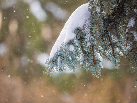 Green fir branches in winter covered with snow. Branches of fir tree as background, closeup. Christmas backgroundの写真素材