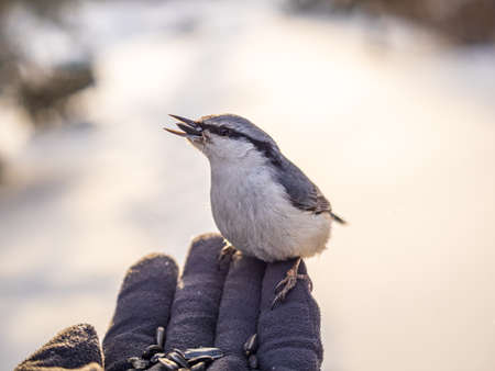 The Eurasian nuthatch eats seeds from a man's hand. Hungry bird wood nuthatch eating seeds from a hand during winter or autumn. Caring for animals in winter or autumn.の写真素材