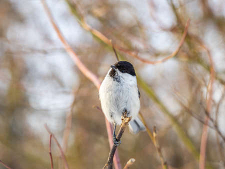 Cute bird The willow tit, song bird sitting on a branch without leaves in the winter. Willow tit perching on tree in winter. The willow tit, lat. Poecile montanus.の写真素材