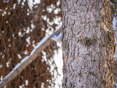 Eurasian nuthatch or wood nuthatch, lat. Sitta europaea, sitting on a tree trunk with a blurred background. Orange colored small bird with a black eyestripe.の写真素材