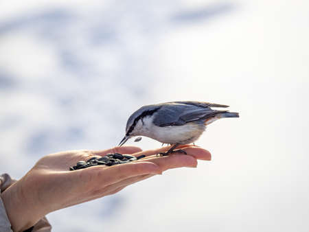 The Eurasian nuthatch eats seeds from a palm. Hungry bird wood nuthatch eating seeds from a hand during winter or autumn. Caring for animals in winter or autumn.の写真素材
