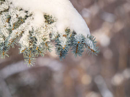 Green fir branches in winter covered with snow. Branches of fir tree as background, closeup. Christmas backgroundの写真素材