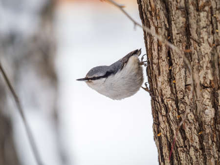 Eurasian nuthatch or wood nuthatch, lat. Sitta europaea, sitting on a tree trunk with a blurred background. Orange colored small bird with a black eyestripe.の写真素材