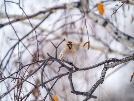 Common redpoll, cute bird with bright red patch on its forehead sits on tree branch without leaves in winter. Acanthis flammea femaleの写真素材