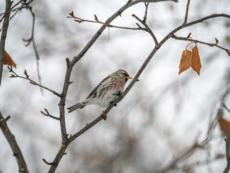 Common redpoll, cute bird with bright red patch on its forehead sits on tree branch without leaves in winter. Acanthis flammea femaleの写真素材