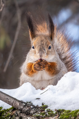 Squirrel in winter sits on a tree trunk with snow. Eurasian red squirrel, Sciurus vulgaris, sitting on branch covered in snow in winter.の写真素材