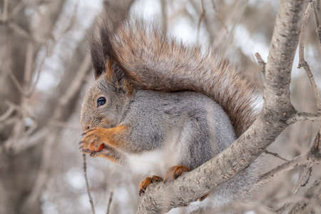 The squirrel with nut sits on tree in the winter or late autumn. Eurasian red squirrel, Sciurus vulgaris.の写真素材