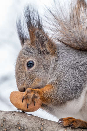 The squirrel with nut sits on tree in the winter or late autumn. Portrait of the squirrel close-up. Eurasian red squirrel, Sciurus vulgaris.の写真素材