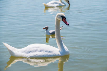 Graceful white Swan swimming in the lake, swans in the wild. Portrait of a white swan swimming on a lake. The mute swan, latin name Cygnus olor.の写真素材