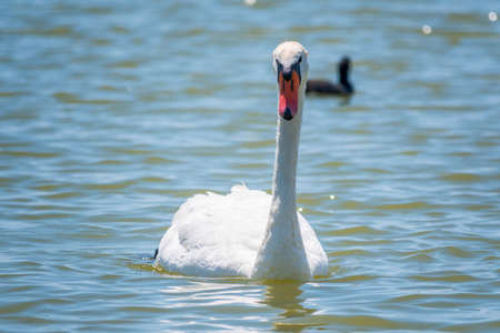 Graceful white Swan swimming in the lake, swans in the wild. Portrait of a white swan swimming on a lake. The mute swan, latin name Cygnus olor.の写真素材