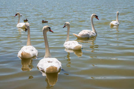 A large flock of graceful white swans swims in the lake., Swans in the wild. The mute swan, latin name Cygnus olor.の写真素材