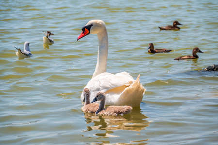 A female mute swan, Cygnus olor, swimming on a lake with its new born baby cygnets. White swan and its chicks. Mute swan protects its small offspring. Gray, fluffy new born baby cygnets.の写真素材