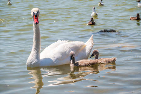 A female mute swan, Cygnus olor, swimming on a lake with its new born baby cygnets. White swan and its chicks. Mute swan protects its small offspring. Gray, fluffy new born baby cygnets.の写真素材