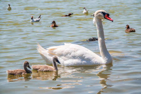 A female mute swan, Cygnus olor, swimming on a lake with its new born baby cygnets. White swan and its chicks. Mute swan protects its small offspring. Gray, fluffy new born baby cygnets.の写真素材