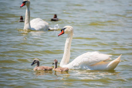 A female mute swan, Cygnus olor, swimming on a lake with its new born baby cygnets. White swan and its chicks. Mute swan protects its small offspring. Gray, fluffy new born baby cygnets.の写真素材