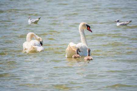 A pair of mute swans, Cygnus olor, swimming on a lake with its new born baby cygnets. White swans and its chicks. Mute swan protects its small offspring. Gray, fluffy new born baby cygnets.の写真素材