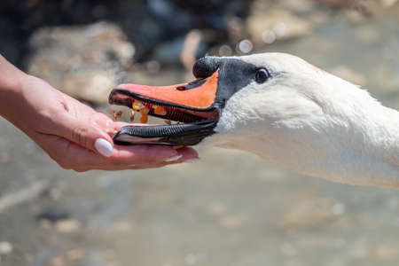 Girl feeding a mute swan in a lake from hand. Mute swan near the lake shore. Birds are not afraid of peopleの写真素材